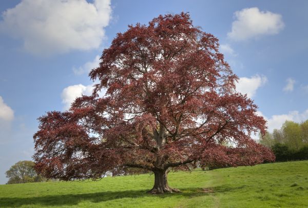 Cost of Beech Tree Pruning in Flagstaff