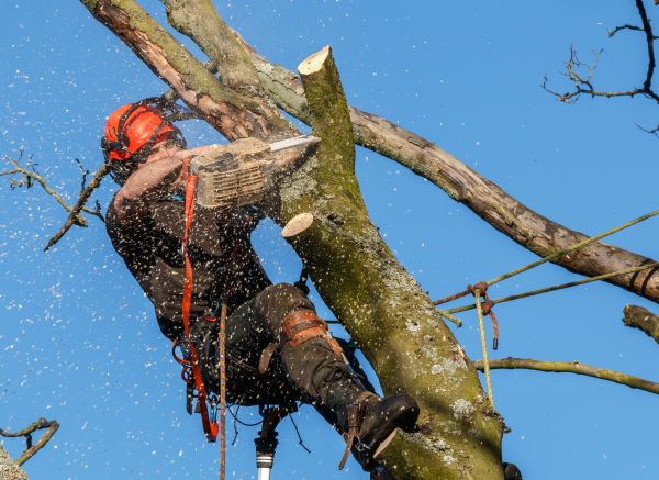 Tree Trimming Service in Flagstaff