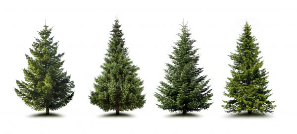 Cost of Pine Tree Trimming in Flagstaff