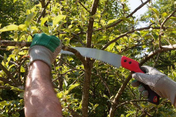 Apple Tree Trimming in Flagstaff
